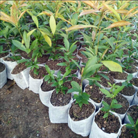 Plante non tissée respirante blanche biodégradable de haute qualité pour la culture de semences de semis