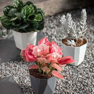 Pot de fleurs hydroponique en plastique C307, pot de fleurs transparent à arrosage automatique, pot de fleurs auto-arrosant paresseux - Product Image 2