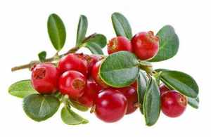 Горячая продажа экстракт крыжовника порошок 100% порошок амла - Product Image 2