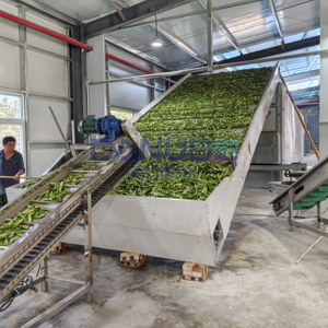 Machine professionnelle de séchage de piments verts, sécheuse à bande continue en maille pour piments verts - Product Image 4