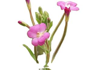 Extracto Puro de <span class=keywords><strong>Epilobium</strong></span> Parviflorum/ Polvo de <span class=keywords><strong>Epilobium</strong></span> Parviflorum al Mejor Precio/ <span class=keywords><strong>Epilobium</strong></span> Parviflorum - Product Image 1