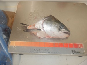 Bon <span class=keywords><strong>prix</strong></span> tête <span class=keywords><strong>de</strong></span> <span class=keywords><strong>saumon</strong></span> congelée à la machine tête <span class=keywords><strong>de</strong></span> <span class=keywords><strong>saumon</strong></span> <span class=keywords><strong>de</strong></span> l'Atlantique tête <span class=keywords><strong>de</strong></span> <span class=keywords><strong>saumon</strong></span> congelée - Product Image 6