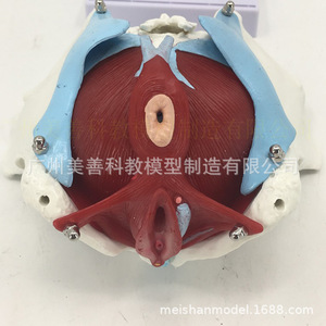 Modèle d'anatomie reproductive pelvienne féminine ; structure pelvienne ; deux vertèbres lombaires ; ceinture pelvienne et muscles du plancher pelvien; - Product Image 2