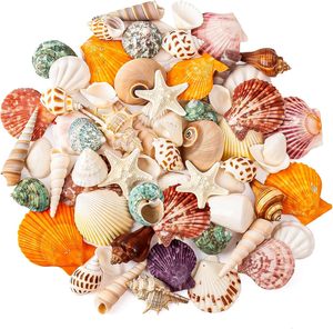 Zeeschelpen Gemengde Oceaanschelpen Set 15 Soorten 1,2'-2,7' Verschillende Maten Natuurlijke Zeeverschelpen ZeeSterren voor Strandthema Decoratie DIY Knutselen - Product Image 1