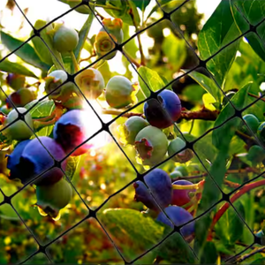 רשת נגד ציפורים פרימיום PP עם ציפוי UV - אמינה נגד ציפורים ורשת נגד ציפורים לחקלאות - Product Image 6