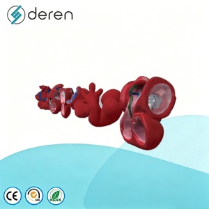 Modello del Processo di Sviluppo del Cuore Umano, Modello Didattico della Crescita Cardiaca Embrionale - Product Image 1