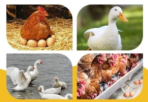 Additivi per mangimi per bestiame guadagno mangimi probiotici enzimi industriali - Product Image 6