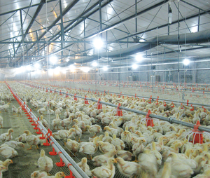 ชุดอุปกรณ์เลี้ยง<span class=keywords><strong>ไก่</strong></span>แบบอัตโนมัติ ChickTech รุ่นใหม่ PP ควบคุมอัจฉริยะ สำหรับให้อาหารและน้ำในโรงเรือน/บ้านเลี้ยง<span class=keywords><strong>ไก่</strong></span> แบบเลี้ยงพื้นดิน - Product Image 2