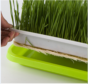 Bandeja de Plástico para Semillas, Invernadero Ecológico, Cultivo de Semillas, Plántulas y Brotes - Product Image 3