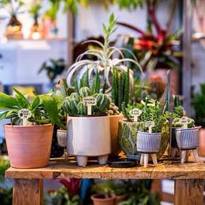 Étiquettes décoratives sur mesure en bois pour <span class=keywords><strong>plantes</strong></span>, imperméables et durables pour <span class=keywords><strong>identifier</strong></span> les <span class=keywords><strong>plantes</strong></span>, les fleurs, les décorations de jardin modernes, vente en gros - Product Image 5