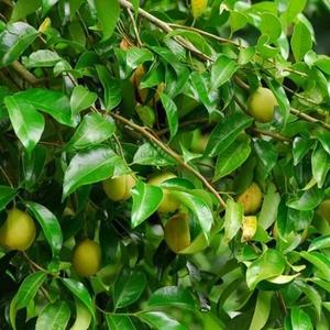 Healthife toptan hindistan cevizi özü tozu 98% Myristicin hindistan cevizi özü - Product Image 3