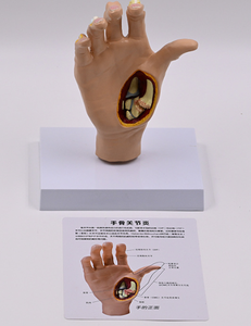 जीवन का आकार दाएं हाथ हड्डी संयुक्त मॉडल हाथ टेंडन लिगामेंट मांसपेशी मानव शरीर रचना गठिया पैथोलॉजिकल विकृति हाथ मॉडल - Product Image 2