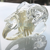 Modelo anatómico de dientes de conejo transparente, animales dentales, mandíbula Oral para educación, veterinaria Dental canina, decoración de oficina, demostración
