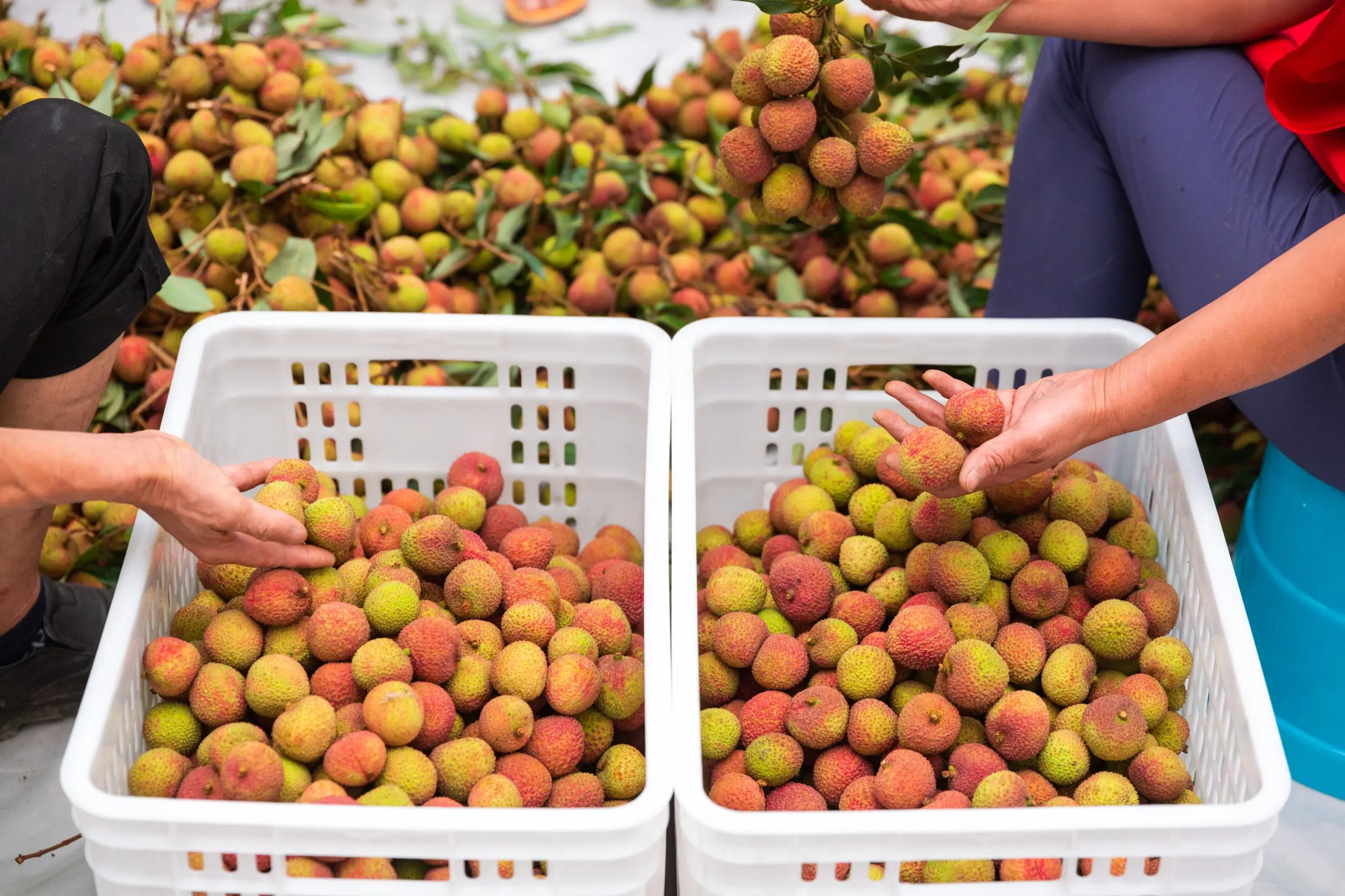 Lychee segar Cina tropis organik segar buah Litchi untuk ekspor