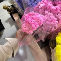 Bunga Kering Ozothamnus dari Pabrik, Bunga Millet Awet untuk Rangkaian DIY - Hari Ibu Natal Tahan Lama 3-5 Hari