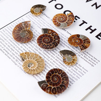 Ammonite fossile conque Madagascar chrysanthème escargot fossile tranche pendentif cristal coloré Feng Shui décoration de la maison 1PC