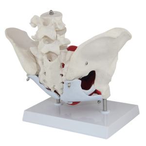 Modello Anatomico Smontabile del Bacino Femminile con Muscoli del Pavimento Pelvico e Modello Lombare - Product Image 4
