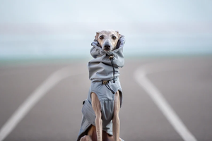 Hound impermeabile Pop of Color <span class=keywords><strong>grigio</strong></span> impermeabile per cani - Product Image 5