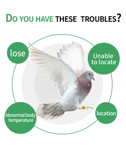 F-007 8Mm Aangepaste Pom Laser Gegraveerde Vogels Beenbanden Met Papegaaienvoet Tag Voor Vogels En Duiven - Product Image 4