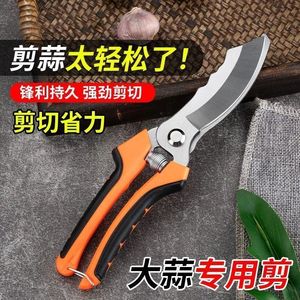 Tijeras para ajo de acero inoxidable con mango naranja para cosechar ajo y uso en jardinería - Product Image 2