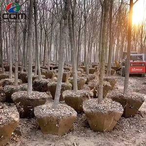 Scavatrice Sposta Alberi Idraulica Completamente Automatica Compatibile con Escavatore Macchina per il Trapianto di Alberi - Product Image 6