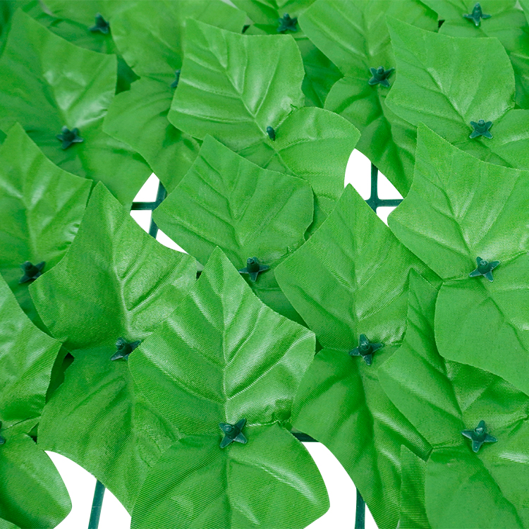 philodendron florida ghost ableger 5