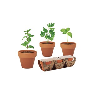 Set da Giardino per Erbe Aromatiche Herms con Menta, Prezzemolo e Basilico in Vasi di Terracotta per Uso Interno ed Esterno - Product Image 1
