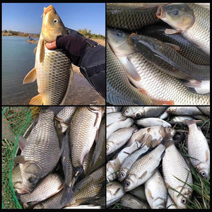Appât de pêche sauvage pour carpe crucian 450g, arôme laiteux et poissonné intense, pêche en eau douce - Product Image 3