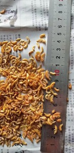 <span class=keywords><strong>Gammarus</strong></span> secado al sol - Product Image 3