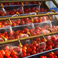 Solution complète de machines de pâte de tomate d'usine automatique Ligne de production complète de ketchup de pâte de tomate