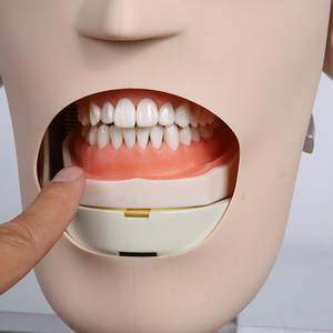 Production <span class=keywords><strong>professionnelle</strong></span> de simulateur dentaire de tête fantôme de mannequin de science médicale de haute qualité pour l'entraînement - Product Image 5