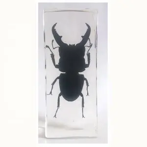 Real Bug Stag Käfer Insekten block Kunststoff harz Handwerk Materialien Eingebettete Proben Real Bugs Specimens Collection