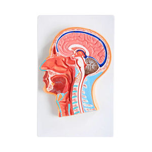 Modèle de <span class=keywords><strong>nerf</strong></span> vascularisé BIX-A1065, mannequin, section sagittale centrale, tête attachée, PVC avancé, taille réelle, toucher réaliste - Product Image 1