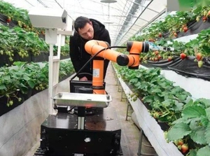 Un robot collaboratif adapté à la cueillette agricole aide les personnes à cueillir des tomates, des pommes, des fraises, des melons, etc. - Product Image 2