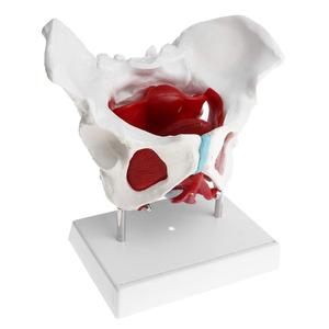 Gelsonlab HSBM-118 Wanita Panggul Otot dan Organ Model - Product Image 3