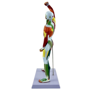 Modelo de Anatomía Muscular Humana, Figura de la Musculatura <span class=keywords><strong>del</strong></span> <span class=keywords><strong>Cuerpo</strong></span> <span class=keywords><strong>Humano</strong></span> para la Enseñanza Médica y el Aprendizaje de Anatomía - Product Image 5