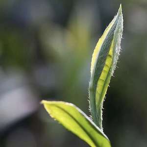 Té Verde Dong <span class=keywords><strong>Ting</strong></span> Biluochun de Primera Calidad, Té de Primavera, en Bolsa/Botella de 1 kg, Envasado al Vacío - Product Image 6