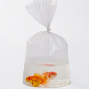 Bolsa de LDPE de Alta Resistencia Reciclable con Fondo en V y Sellado Hermético para Transporte de Líquidos a Prueba de Fugas - Product Image 1