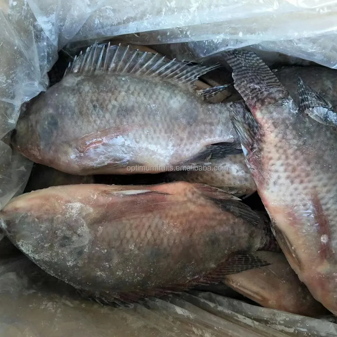 Penjualan laris ikan Tilapia hitam segar beku bulat Indonesia untuk dijual