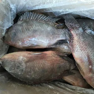 Hot Selling Frozen Fresh Black Tilapia Fisch Indonesien ganze Runde zum Verkauf