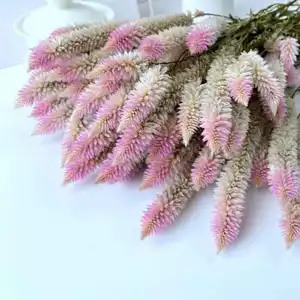 زهرة sago الطبيعية المجففة الأكثر شعبية زهرة الزفاف الديكور أومبير