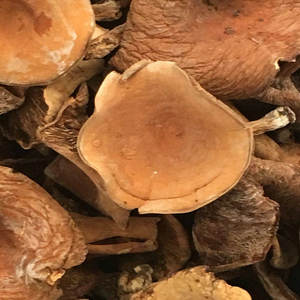 Продажа сушеных цельных грибов лактария волшебного, в форме молочной кепки от Nai jiang jun - Product Image 3