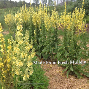 Daun Mullein Xanadu Alami Grosir Verbascum Thapsus Teh Herbal untuk Merokok Daun Kering dengan Batang dan Akar - Product Image 6