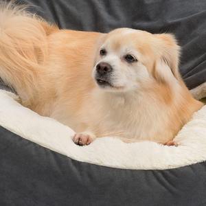 Cama para Perros Tipo Donut en Oferta, para Gatos de Interior y Perros Pequeños, Lavable, de Felpa, con Capucha, en Color Gris Oscuro, Talla Pequeña - Product Image 3