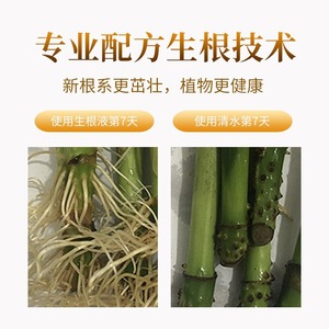 Solution de croissance rapide des racines pour plantes, complément liquide d'enracinement pour les jardiniers débutants, avec un taux de survie élevé - Product Image 5