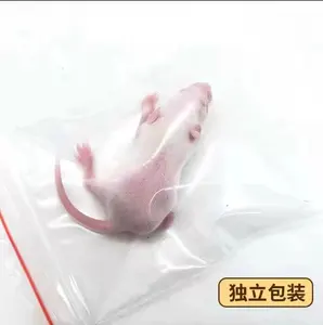 蜥蜴蛇龟角蛙肉食宠物食品级无菌冷冻白鼠肉