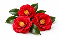 TW Camellia Flower Liquid PDRN 10ppm, matière première cosmétique dérivée de plantes, extrait de polynucléotide Japonica, régénération cutanée