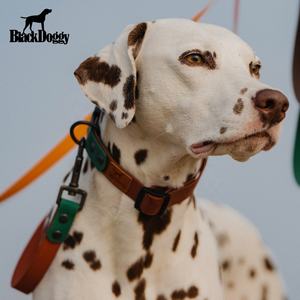 Collier et laisse pour chien en polyester classique à dégagement rapide imperméable avec rubans pour la promenade - Acceptation de la vente en gros - Product Image 2