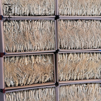 Rhizome de ginseng de la région des montagnes du Changbai en Chine, racines entières pour les herbes