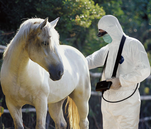 NOUVELLE échographie vétérinaire manuelle pour animaux <span class=keywords><strong>kaixin</strong></span> <span class=keywords><strong>5200</strong></span> KX5200V cheval bétail - Product Image 6